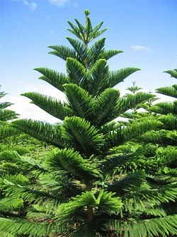 فروش کاج مطبق ( آروكاريا )